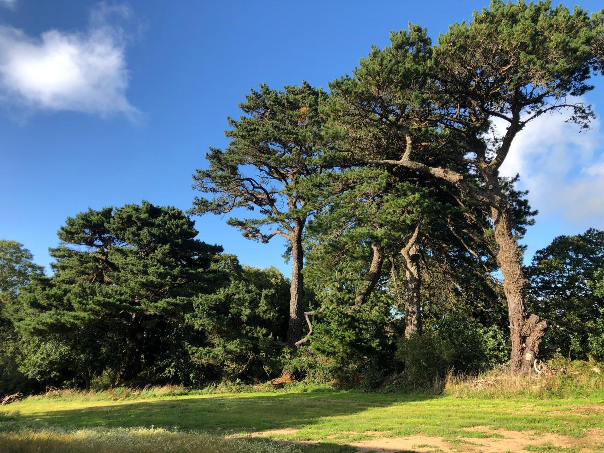 Les Ecolodges Sous Le Phare Louannec Esterno foto